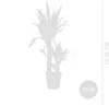 Bloomique - Zestaw 2 sztuk - Jukka Elephantipes - Lilia Podgląd zdjęcia produktu 6