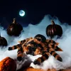 Ragno Tarantola Gigante XXL - Regalo di Halloween per Anteprima dell’immagine prodotto 9