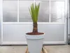 Yucca Faxoniana, 140 cm, Stamm 30 cm, Faxon Yucca, Produktbild-Vorschau 2