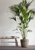 Rattan-Trockentopf – ø 42 x 44 cm – Drypot - Übertopf mit Produktbild-Vorschau 5