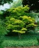 Acer shirasawanum 'Aureum', Japanischer Ahorn, goldgelb, Produktbild-Vorschau 12