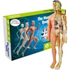 A product box for a human anatomy model for children, with the model itself standing to the right. Náhled obrázku produktu