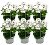 Geranien hängend - Pelargonium peltatum - 12cm Topf - Set Produktbild-Vorschau 1