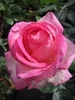 Beetrose Botticelli ® - Rosa Botticelli ® - Meilland Rose - Produktbild-Vorschau 2