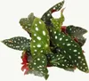 Gepunkte Begonia - Forellenbegonia - Begonia maculata Productafbeelding-voorbeeld 2
