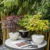 Three potted Japanese maple trees with different colored foliage are arranged on a round table in front of a bamboo screen. Produktbild-Vorschau