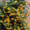 Bloomique - 2er-Set - Lonicera Tellmanniana - Produktbild-Vorschau 7