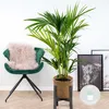 Bloomique - Howea Forsteriana - Kentia Palme - Produktbild-Vorschau 2