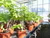 Kaki Baum Bonsai 50 - 60 cm Sorte "Rojo Brilliante" Produktbild-Vorschau 7