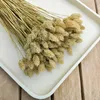 Phalaris Getrocknete - Kanariengras - Natürlich Produktbild-Vorschau 2