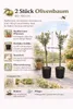 2x Olivenbaum 80–100 cm Olea europaea – Echter Olivenbaum, Produktbild-Vorschau 2