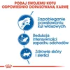 Royal Canin Indoor Long Hair, Adult, Mais, Reis, 2 kg Produktbild-Vorschau 6