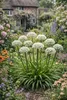 Stauden Gänge 3 x Allium 'Cliffs of Dover' im 1 Liter Topf Produktbild-Vorschau 2