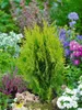 Thuja orientalis 'Aurea Nana', Lebensbaum, goldgelb, 30–40 Produktbild-Vorschau 10