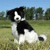 Peluche Border Collie 40 Cm Ecologico Anteprima dell’immagine prodotto 6