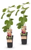 Ficus carica Rouge de Bordeaux - drzewo figowe - Podgląd zdjęcia produktu 2