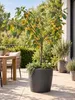 Mirabelle von Nancy 100–120 cm – winterharter Produktbild-Vorschau 1