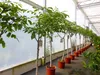 echter Walnussbaum Juglans regia 180 cm Obstbaum winterhart Produktbild-Vorschau 2