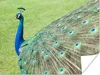MuchoWow® Poster Pfau - Vogelmuster 120x90 cm - Wandbild Produktbild-Vorschau 1