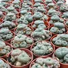 Lophophora williamsii – pejotl – kaktus pejotl – kwitnący, Podgląd zdjęcia produktu 2