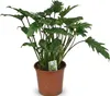 Green boutiQ - Zimmerpflanze - Philodendron - Philodendron Produktbild-Vorschau 2