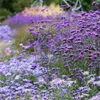 6 x verbena argentina - Verbena bonariensis | vaso 9cm x Anteprima dell’immagine prodotto 2