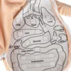 KIK KX2954 Bambola didattica – modello anatomico, bambina Anteprima dell’immagine prodotto 5