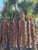 Palme Hanfpalme Trachycarpus Fortunei ca. 270cm - 300 cm – Produktbild-Vorschau 11