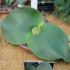 Stachelblume (Massonia depressa) – 5 semen Náhled obrázku produktu 1