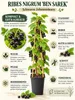 Ribes nero 'Ben Sarek', altezza 50-70 cm – *Ribes nigrum*, Anteprima dell’immagine prodotto 2