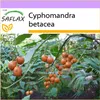 SAFLAX - Tropický paradajkový strom / Tamarillo - Náhľad obrázku produktu 10