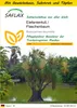 SAFLAX Anzucht Set - Elefantenfuß / Flaschenbaum - Produktbild-Vorschau 1