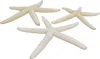 3 Stück echte Seesterne gebleicht ca.10-14cm Finger Produktbild-Vorschau 1