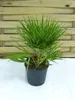 [Palmenlager] Chamaerops humilis 60 cm - Zwergpalme // Produktbild-Vorschau 3