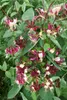 Lonicera periclymenum 'Serotina', Geißblatt, rot-gelb, Produktbild-Vorschau 6
