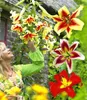 BALDUR Garten 9er Tree-Lily®-Kollektion 4 Farben, Zwiebeln, Produktbild-Vorschau 3