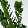 Zamiokulkas - Zamioculcas Zamiifolia - Wysokość 55-65cm - Podgląd zdjęcia produktu 3