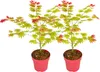 Two potted Japanese maple saplings with green and red leaves against a white background. Produktbild-Vorschau