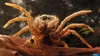 A close-up macro shot of a spider on a brown surface, with a small insect in its grasp. Produktbild-Vorschau