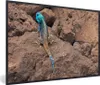 MuchoWow® Gerahmtes Poster Eine Feuerechse auf den Felsen Produktbild-Vorschau 1