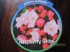Lorbeerrose - Berglorbeer Raspberry Glow - Kalmia latifolia Produktbild-Vorschau 2