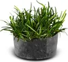 Eco Plant Echinodorus Tenellus - roślina invitro 5 sztuk Podgląd zdjęcia produktu 5