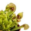 Pianta tubolare - Sarracenia psittacina Hybr. "Scarlett Anteprima dell’immagine prodotto 3