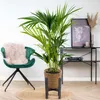 Bloomique - Howea Forsteriana - Kentia Palme - Produktbild-Vorschau 4
