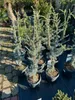 Cedrus libani Glauca Blaue Libanon-Zeder 100–120 cm Produktbild-Vorschau 1