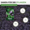 Phacelia Bienenfreund Samen 3 g - Phacelia tanacetifolia - Produktbild-Vorschau 3
