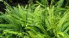 Stauden Gänge 3 x Blechnum spicant im 1 Liter Topf - Produktbild-Vorschau 2