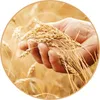 Straw Floor Jangal 9003 Harvest Moon 11mm Produktbild-Vorschau 8
