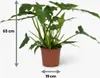 Green boutiQ - Plante d'intérieur - Philodendron - Voir les images du produit 3