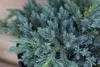 Juniperus squamata 'Blue Carpet', Blauer Teppichwacholder, Produktbild-Vorschau 5